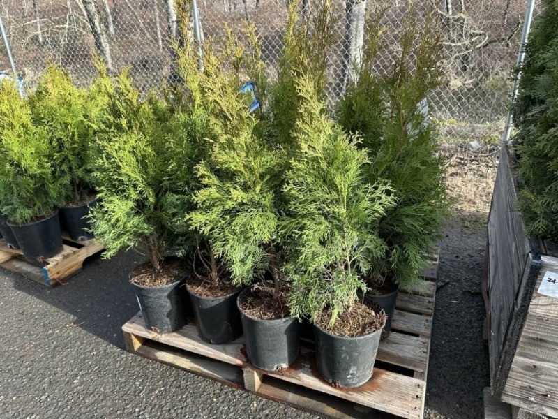 2 Gal Emerald Green Arborvitae, Qty 20