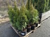 2 Gal Emerald Green Arborvitae, Qty 20 - 2