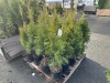 2 Gal Emerald Green Arborvitae, Qty 20 - 3