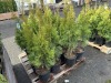 2 Gal Emerald Green Arborvitae, Qty 20 - 4