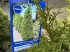 2 Gal Emerald Green Arborvitae, Qty 20 - 5