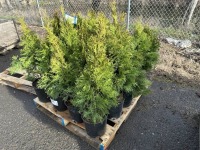 2 Gal Emerald Green Arborvitae, Qty 20