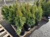 2 Gal Emerald Green Arborvitae, Qty 20 - 2