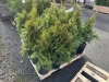 2 Gal Emerald Green Arborvitae, Qty 20 - 3