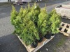 2 Gal Emerald Green Arborvitae, Qty 20 - 4