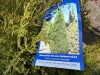 2 Gal Emerald Green Arborvitae, Qty 20 - 5