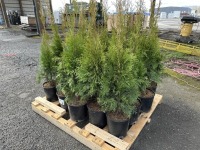 2 Gal Emerald Green Arborvitae, Qty 20