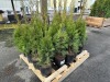2 Gal Emerald Green Arborvitae, Qty 20 - 2