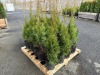 2 Gal Emerald Green Arborvitae, Qty 20 - 3