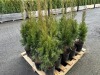 2 Gal Emerald Green Arborvitae, Qty 20 - 4