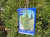 2 Gal Emerald Green Arborvitae, Qty 20 - 5