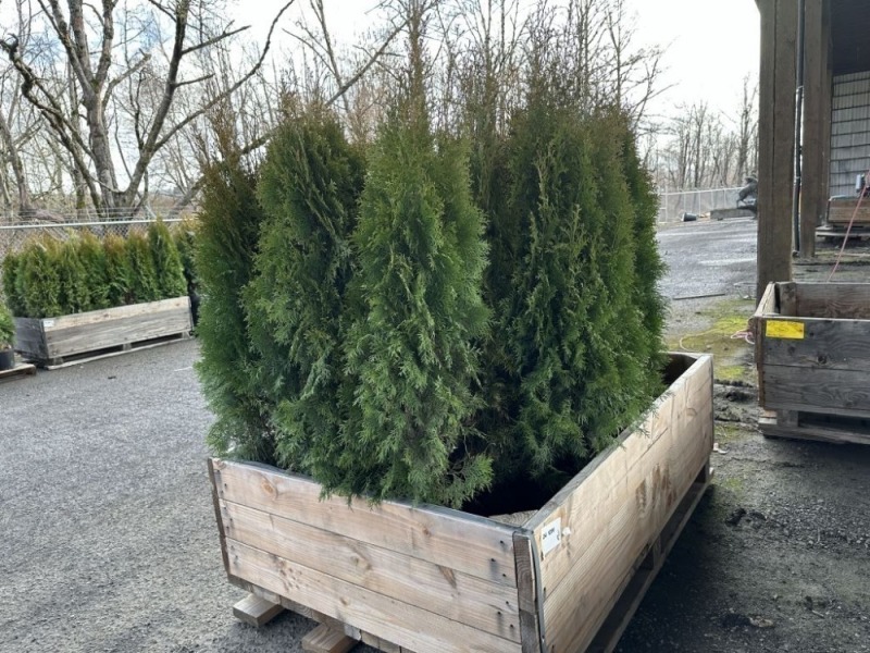 5 Gal Emerald Green Arborvitae, Qty 20