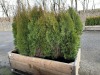 5 Gal Emerald Green Arborvitae, Qty 20 - 2