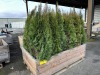 5 Gal Emerald Green Arborvitae, Qty 20 - 3