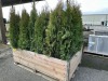 5 Gal Emerald Green Arborvitae, Qty 20 - 4