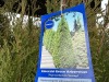 5 Gal Emerald Green Arborvitae, Qty 20 - 5