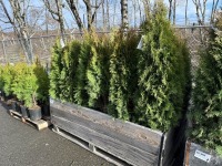 5 Gal Emerald Green Arborvitae, Qty 20