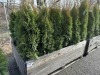 5 Gal Emerald Green Arborvitae, Qty 20 - 2