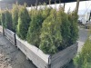 5 Gal Emerald Green Arborvitae, Qty 20 - 3