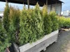 5 Gal Emerald Green Arborvitae, Qty 20 - 4