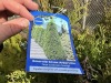 5 Gal Emerald Green Arborvitae, Qty 20 - 5