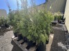 Emerald Green Arborvitae 2-Gal, Qty 20 - 2