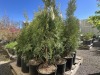 Emerald Green Arborvitae 2-Gal, Qty 20 - 3