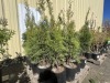 Emerald Green Arborvitae 2-Gal, Qty 20 - 4