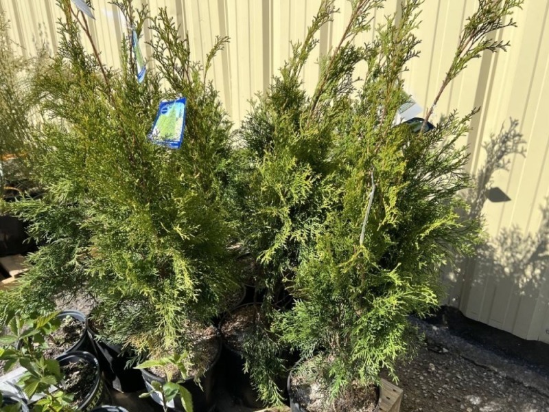 Emerald Green Arborvitae 2-Gal, Qty 10