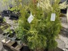 Emerald Green Arborvitae 2-Gal, Qty 10 - 2