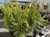 Emerald Green Arborvitae 2-Gal, Qty 10 - 3