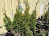 Emerald Green Arborvitae 2-Gal, Qty 10 - 4