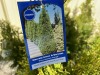 Emerald Green Arborvitae 2-Gal, Qty 10 - 5