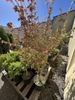 Trident Maple Trees, 2-Gal, Qty 6