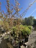 Trident Maple Trees, 2-Gal, Qty 6 - 4