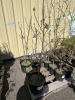 Desert King Fig Tree, 5-Gal, Qty 4 - 2