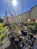 Village Green Japanese Zelkova, Qty 6 - 3