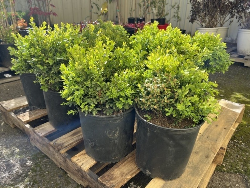 Green Velvet Boxwood, 3-Gal, Qty 10