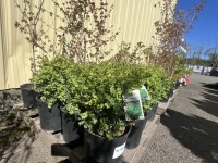 Green Velvet Boxwood, 3-Gal, Qty 12