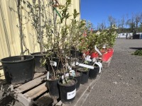 Reka Blueberry Bushes, 1-Gal, Qty 12