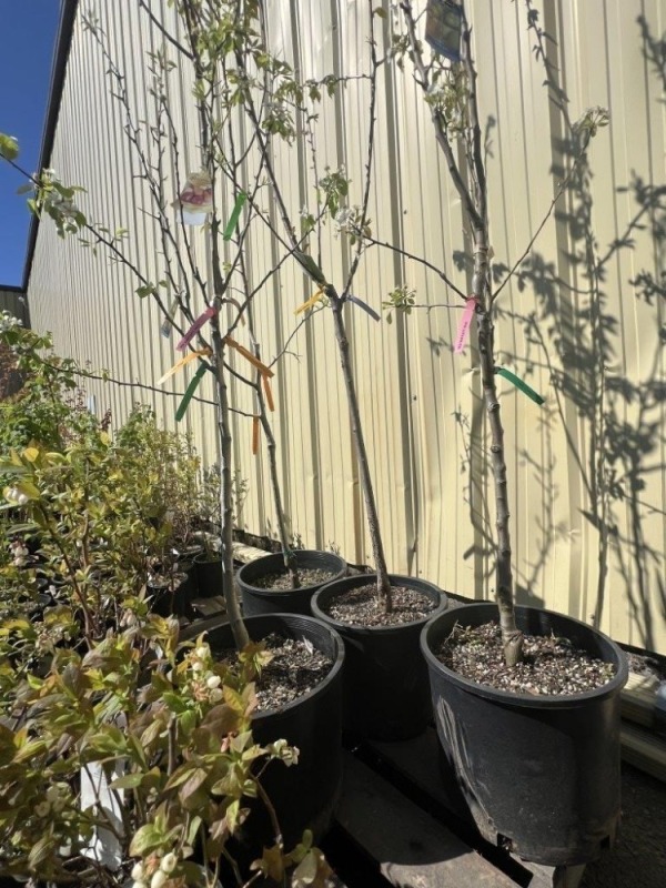 Combo Pear Trees & 3-n-1 Cherry Tree