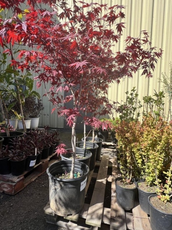 Red Japanese Maple Trees, 5-Gal, Qty 4