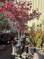 Red Japanese Maple Trees, 5-Gal, Qty 4