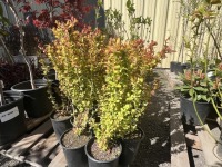 Orange Torch Barberry Shrub, 1-Gal