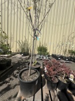 Combo Pear Tree & 3-n-1 Cherry Tree