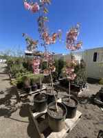 Shiro Fugen Flowering Cherry Tree