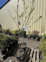 3-n-1 Cherry Tree, 7-Gal, Qty 2