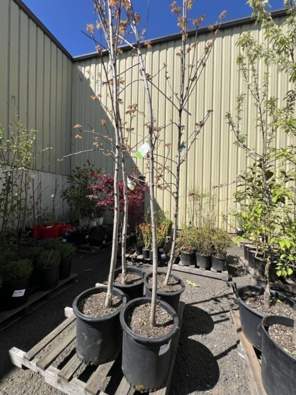 Autumn Blaze Maple Tree, 15-Gal, Qty 4