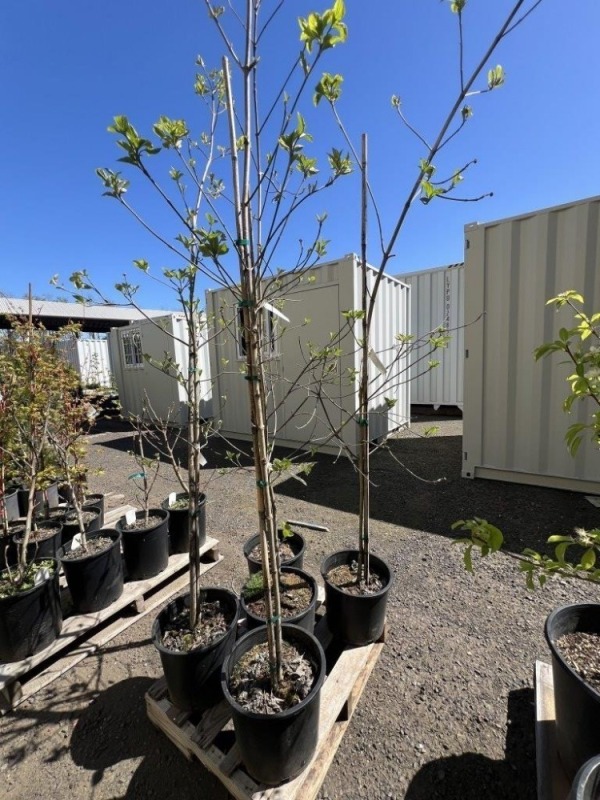 Eddies White Wonder Flowering Dogwood