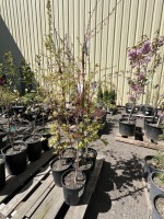 Coral Bark Japanese Maple Trees